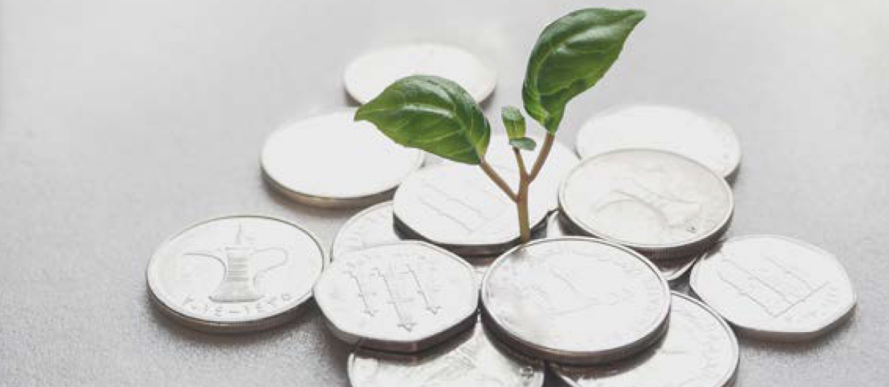 Small little plan growing in the glass dish in white background.